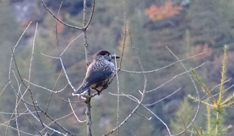 Nucifraga caryocatactes (Nocciolaia) - Corvidae